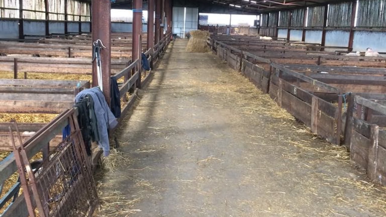 Sheep housing: Are your facilities up to scratch for the winter period?