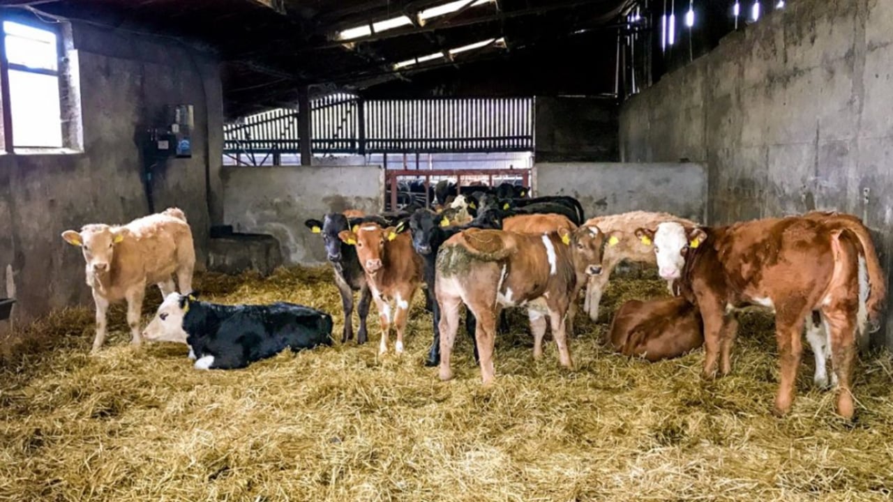 Vaccinating against scour in suckler herds