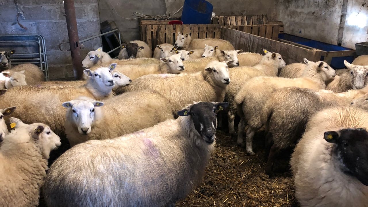 Feeding early-lambing ewes the priority over the next few weeks