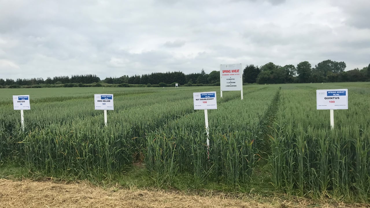 Recommended lists: Two new additions to spring wheat varieties
