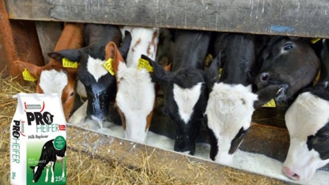 3 reasons to feed calf milk replacer over whole milk