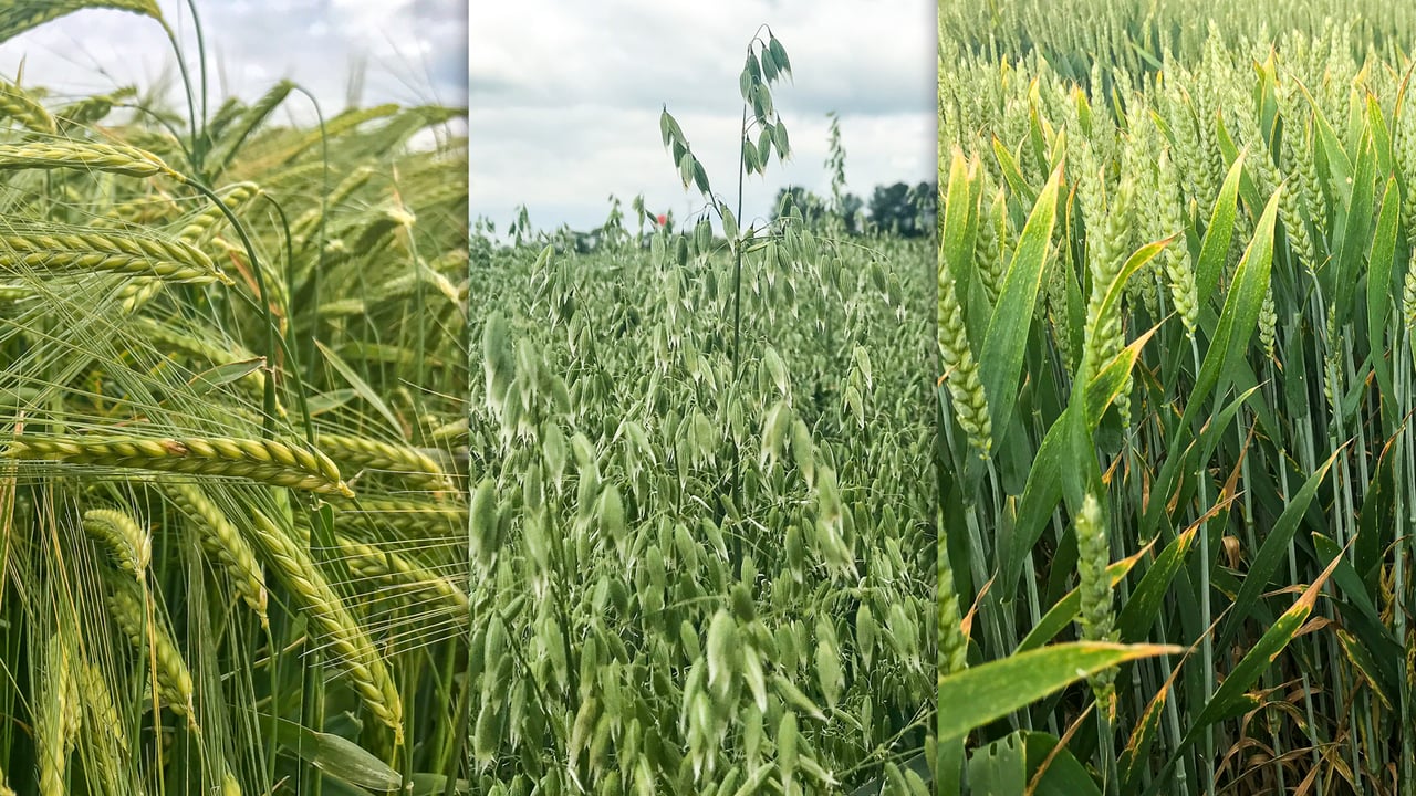How has cereal production and area changed in the past decade?