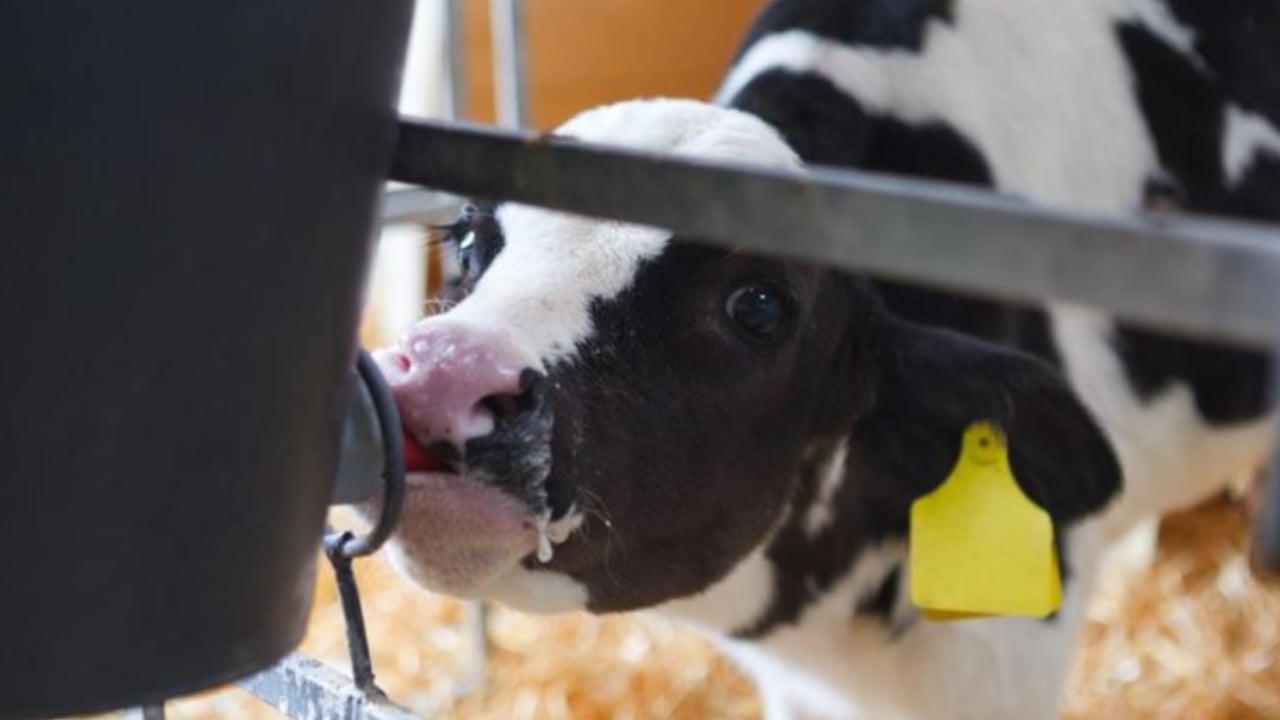 Calf Health Series: The power of colostrum must not be underestimated