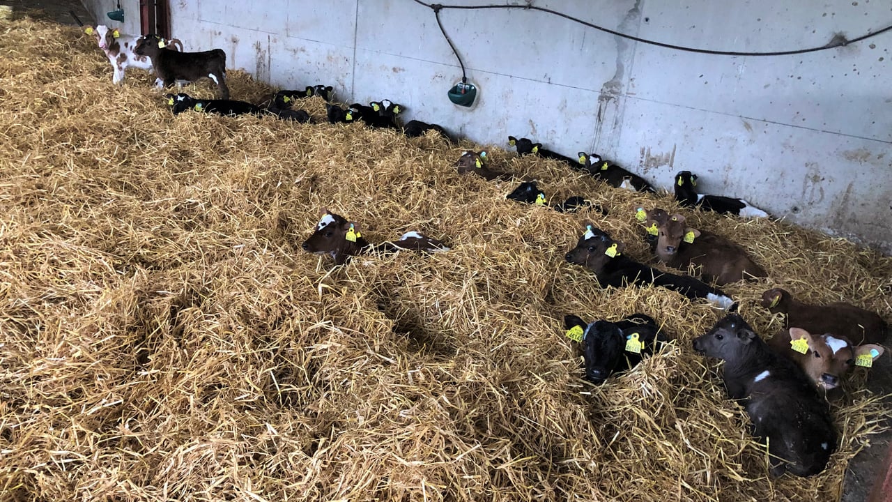 Calf registrations: 1 million mark reached for 2024