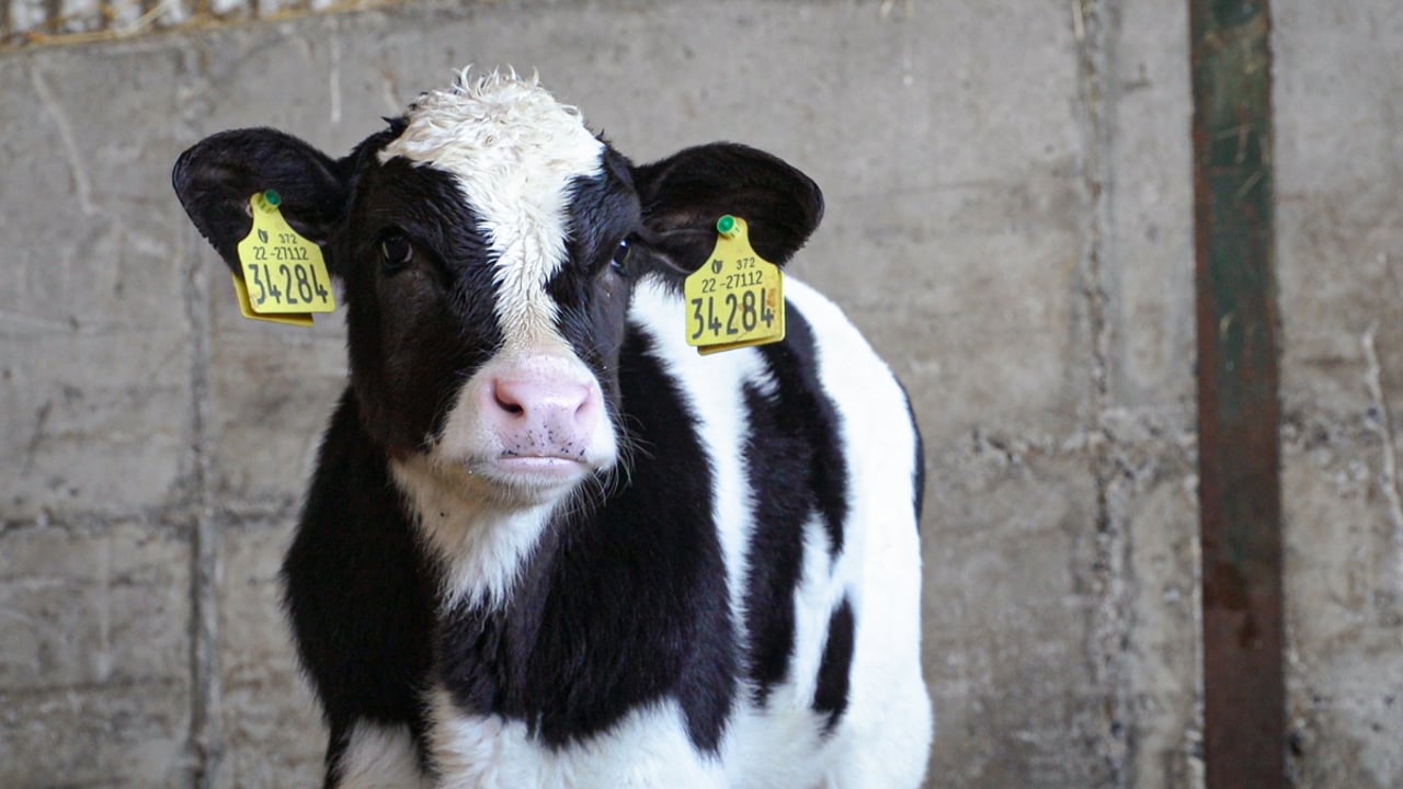Calf Health Series: Maximising and monitoring performance through to weaning