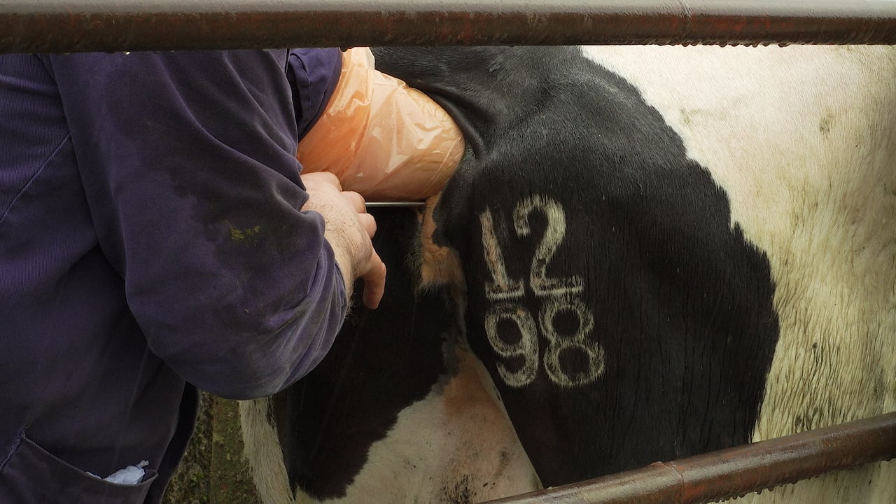Breeding season: Achieving 90% three-week submission rates