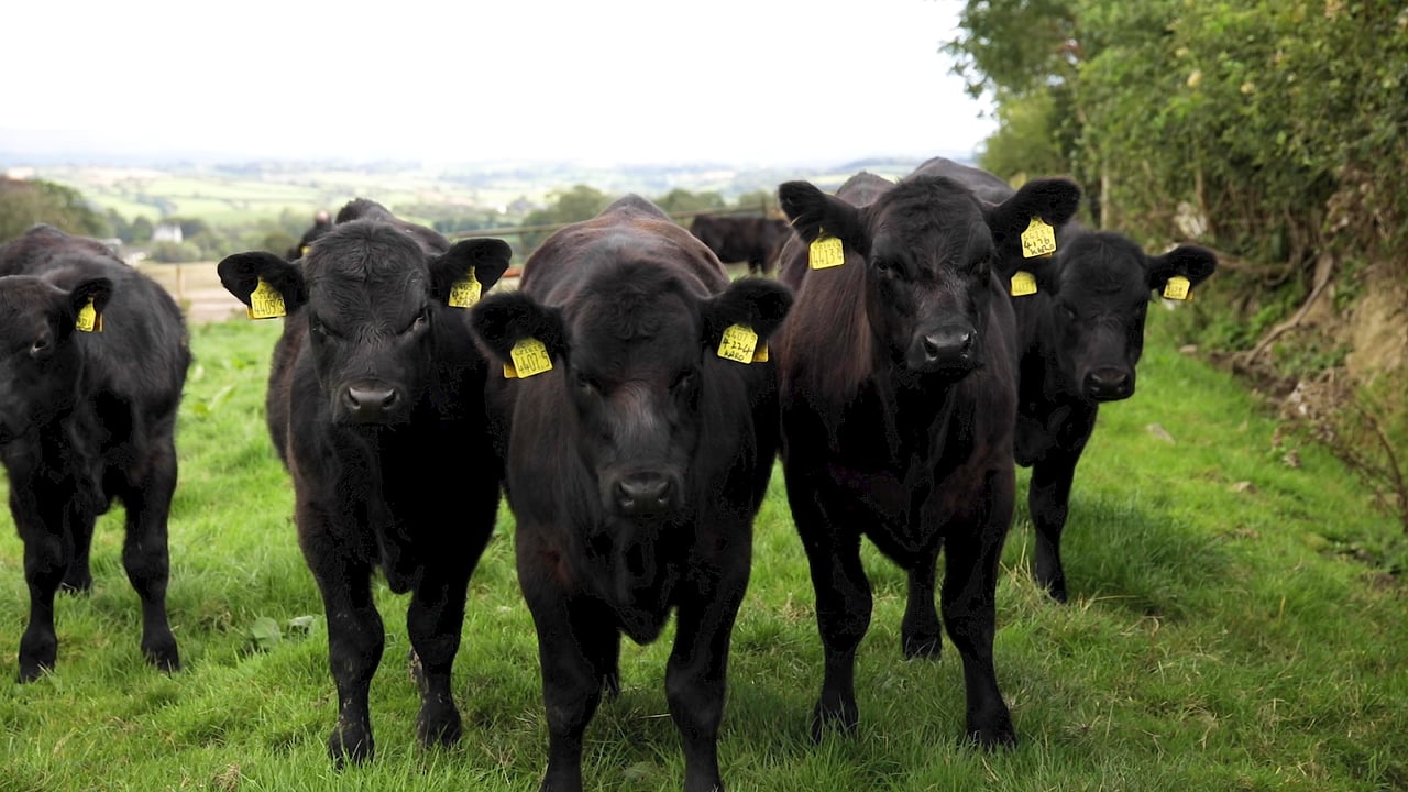 Pedigree Aberdeen Angus bulls in demand