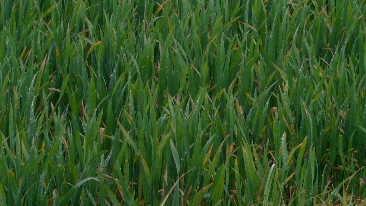 Tillage management: T1s on wheat