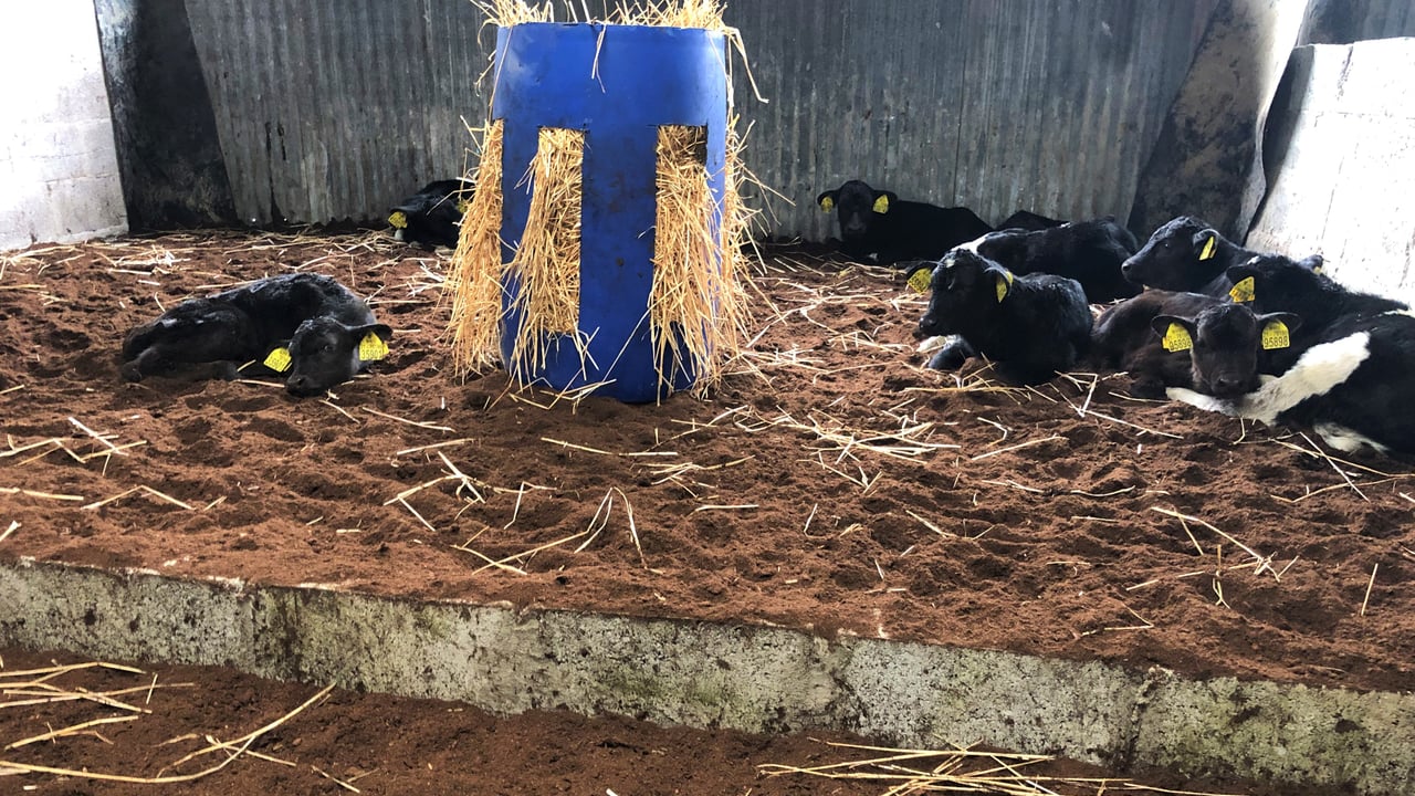 Using the DBI for beef sire selection