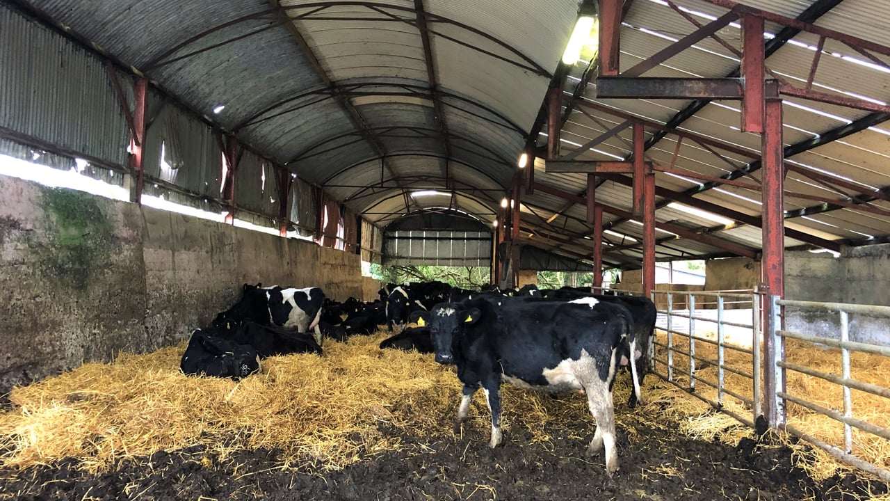 Dairy Advice: Dealing with 'retained cleanings' this spring