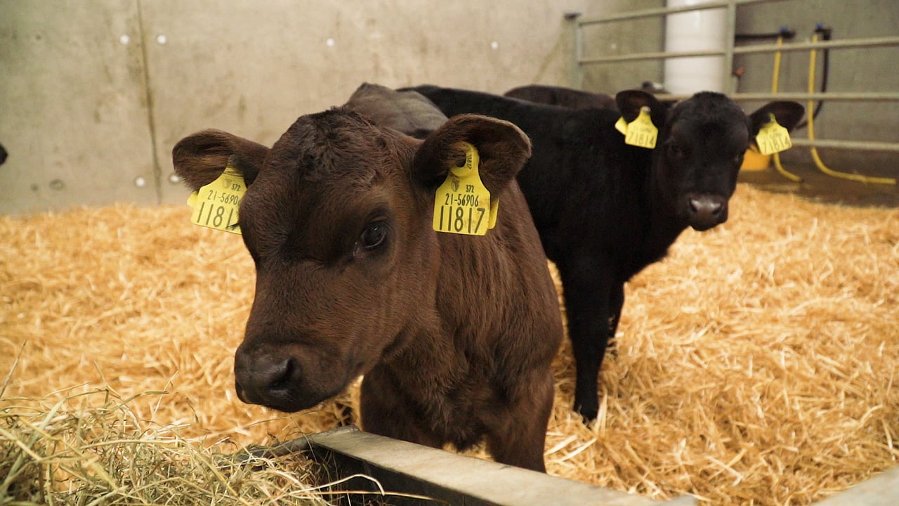 The importance of choosing dairy calves with the right genetics for beef production