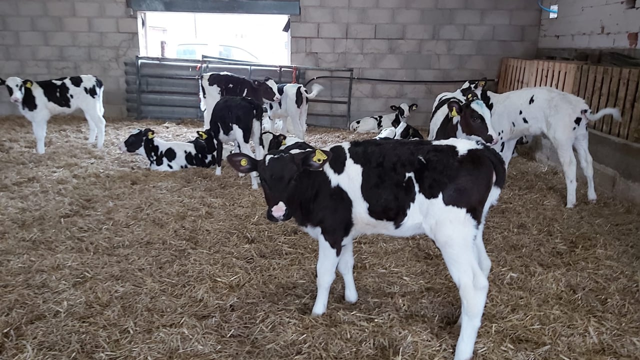 Calves a 'picture of health’ on 63-day feeding programme incorporating Compumate