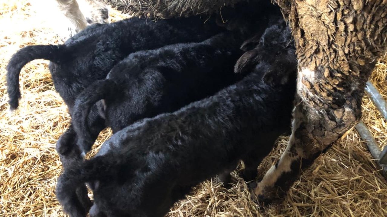 Banishing bad-weather 'Blues': Triplet bull calves thrive in Meath