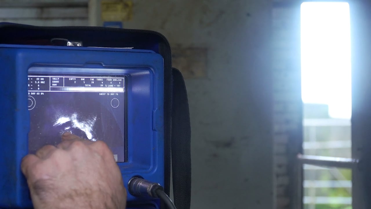 The ins and outs of scanning ewes
