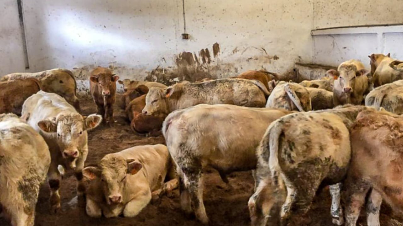 A pen of Charolais bulls in Algeria, pictured during a previous trade mission to the country in 2016