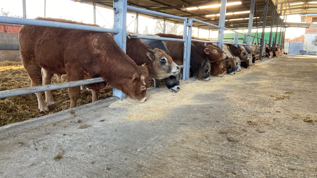 New health certificate agreed for Irish slaughter weight cattle to Algeria