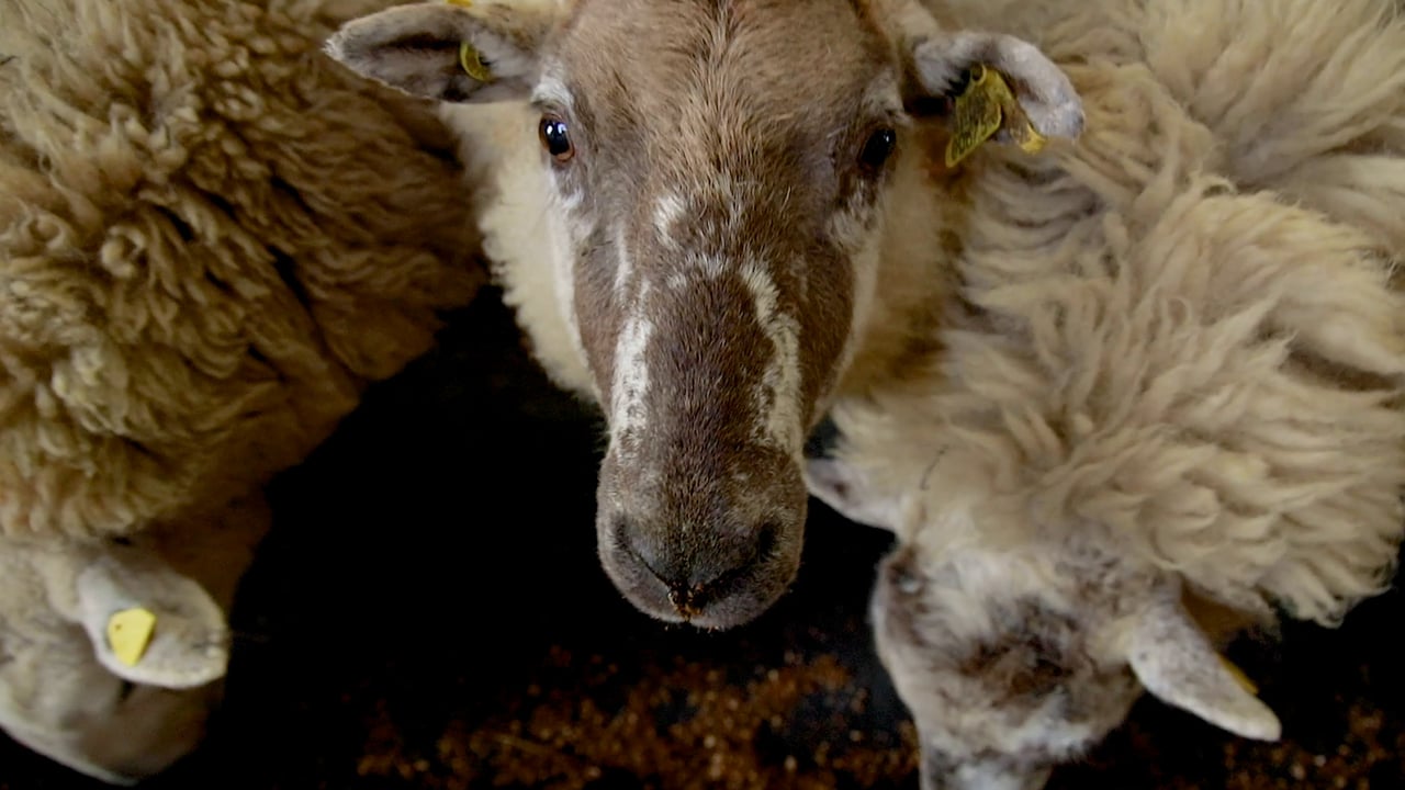 How to body condition score (BCS) ewes and the importance of it