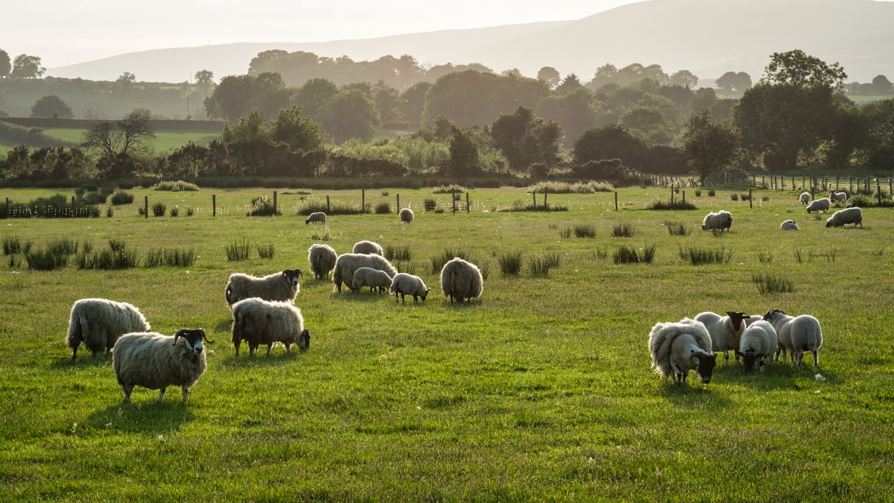 'Quarantine drench critical in light of ever-growing drench resistance'