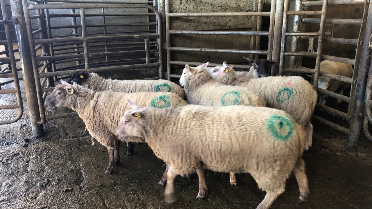 Sheep trade: Covid-19 affects factory prices, as base quotes drop by up to 20c/kg
