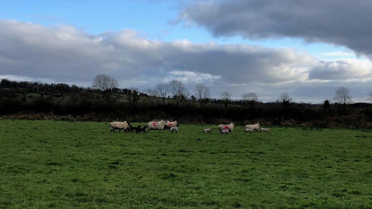 Time to take advantage of the good weather to get ewes and lambs out to grass