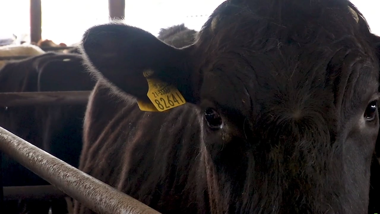 File picture/image (not from the mart described in this letter)
