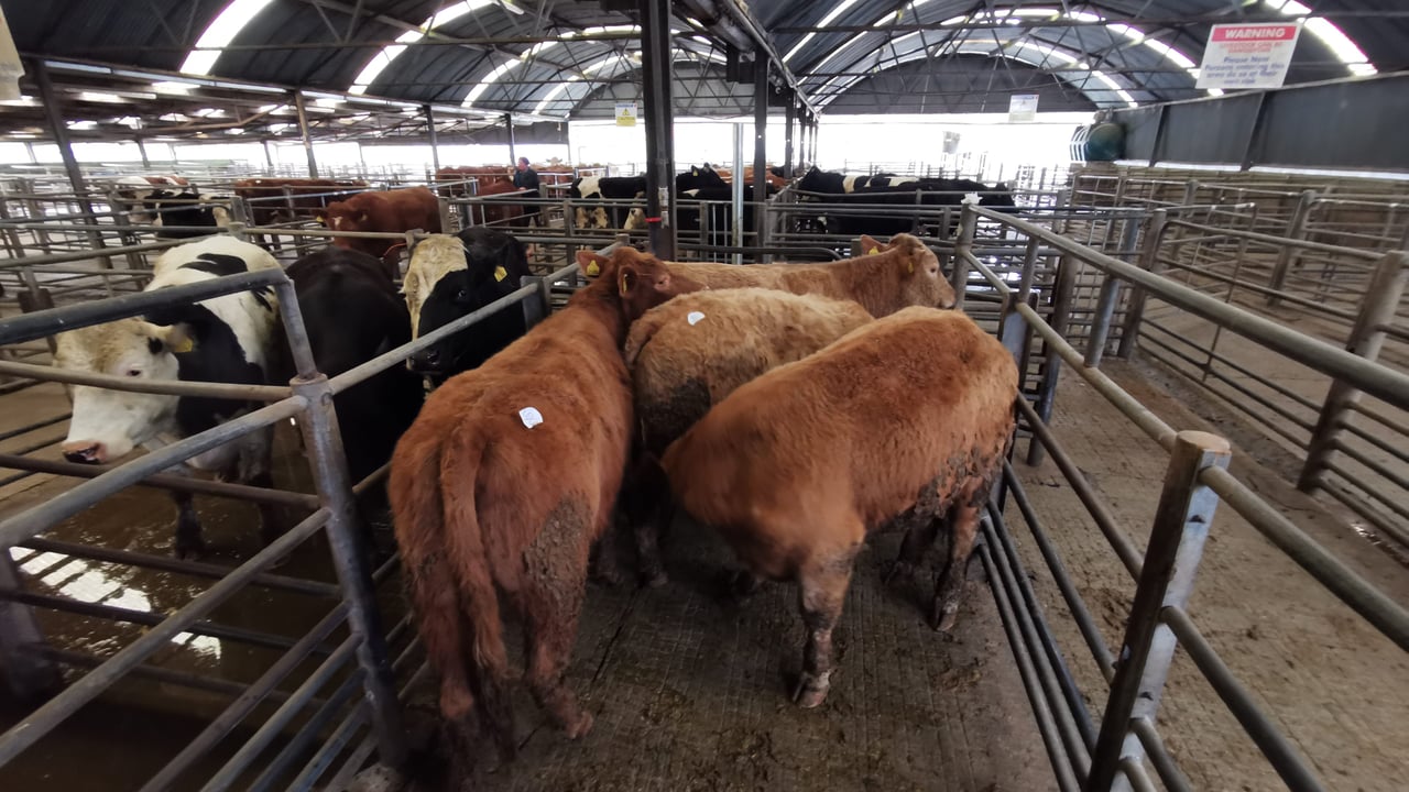 Image source: Tom Coleman, Baltinglass Mart