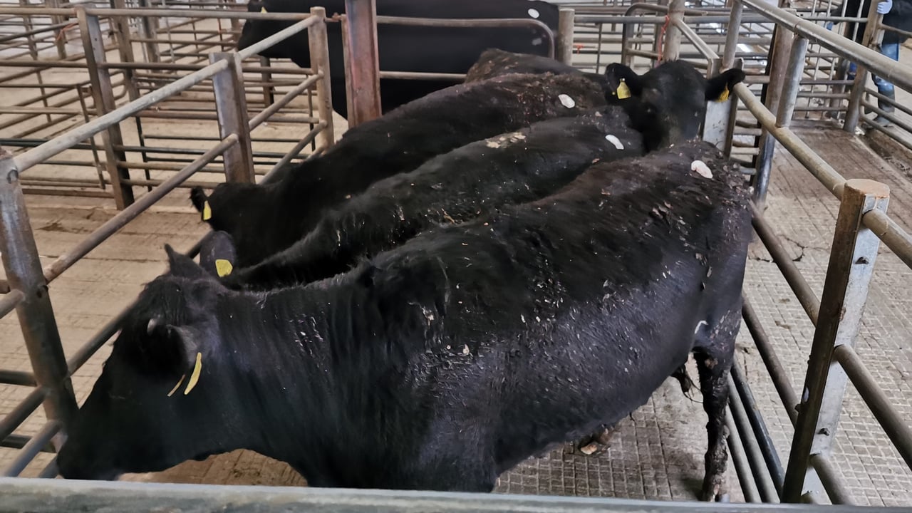 Mart report: Forward Angus-bred cattle in demand