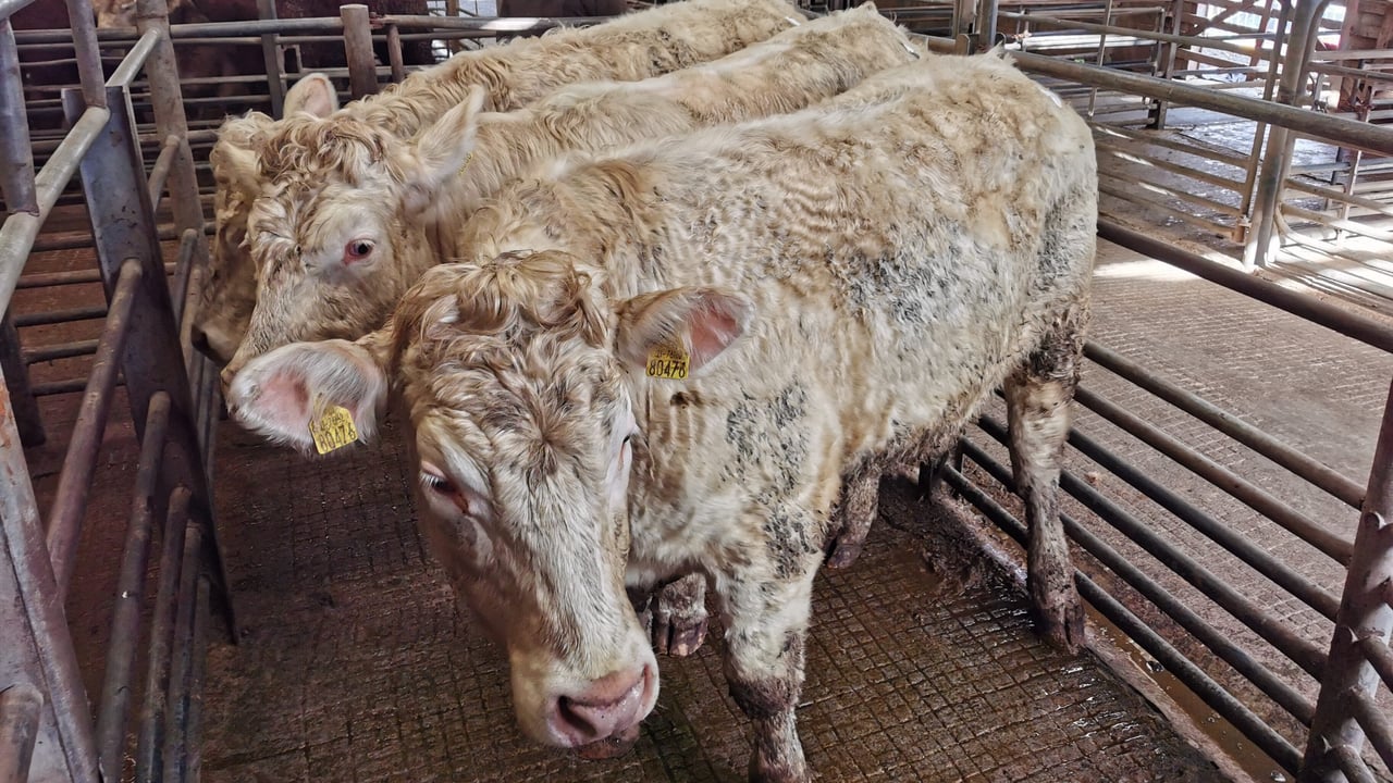 Image source: Tom Coleman, Baltinglass Mart