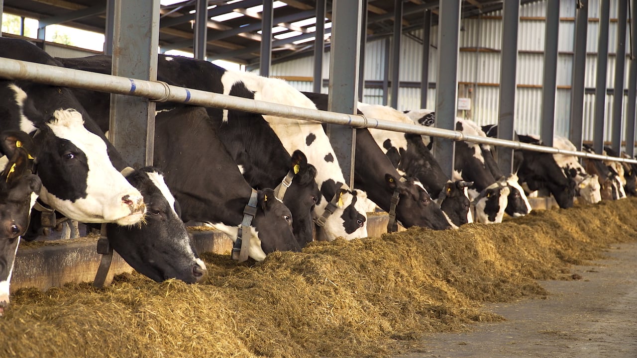 Can you improve vaccine response in your herd: Supplement and vaccinate