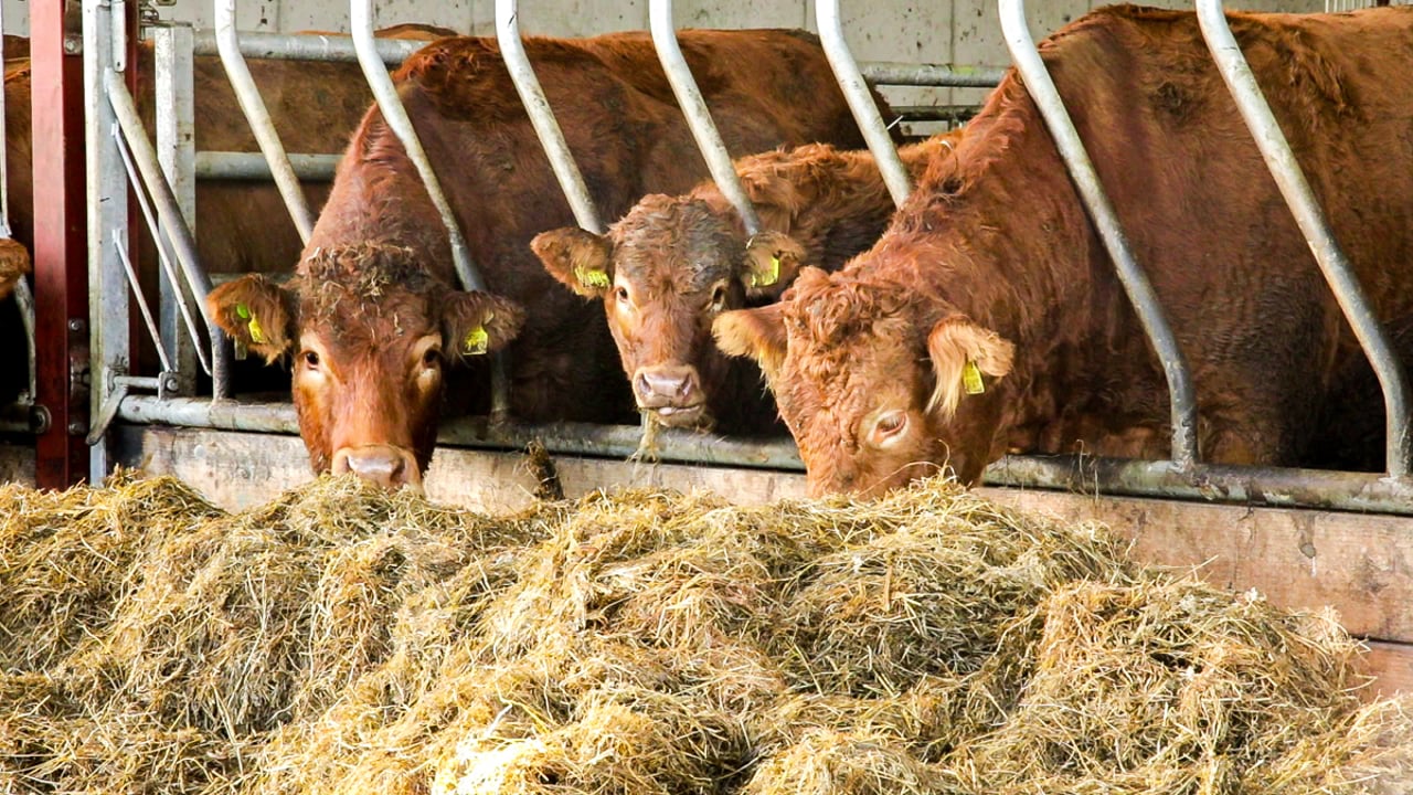 ICSA: Leave sheds 'empty' this winter unless beef prices improve