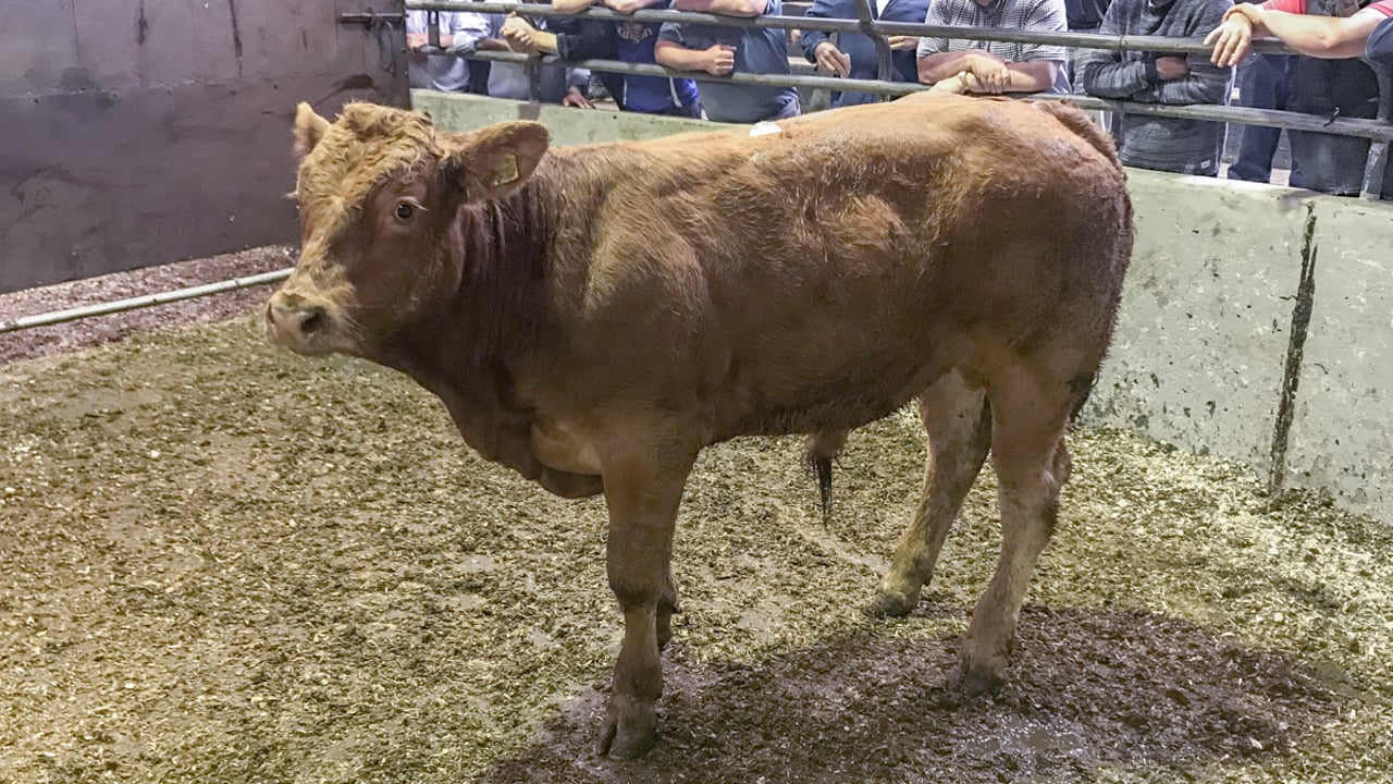 Place your FREE Haystack livestock advert in 6 easy steps