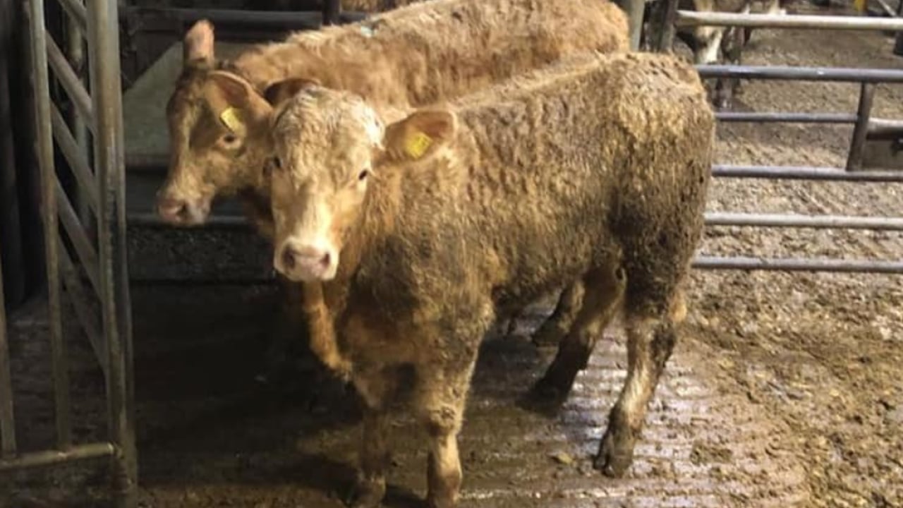 Cattle marts: Round up of live trade prior to sale shutdown