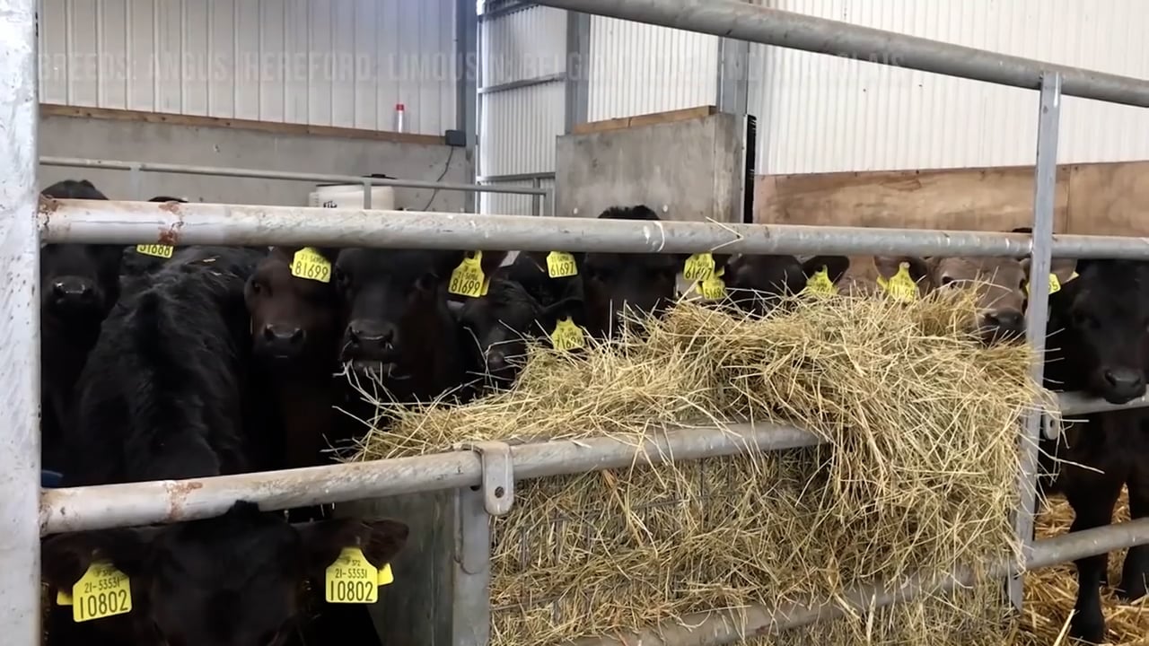 Green Acres Calf to Beef Farmer: Richie Long
