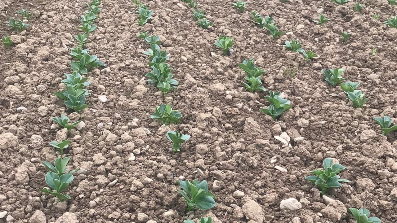 A crop of spring beans. Image source: Jayne Smyth, Glanbia