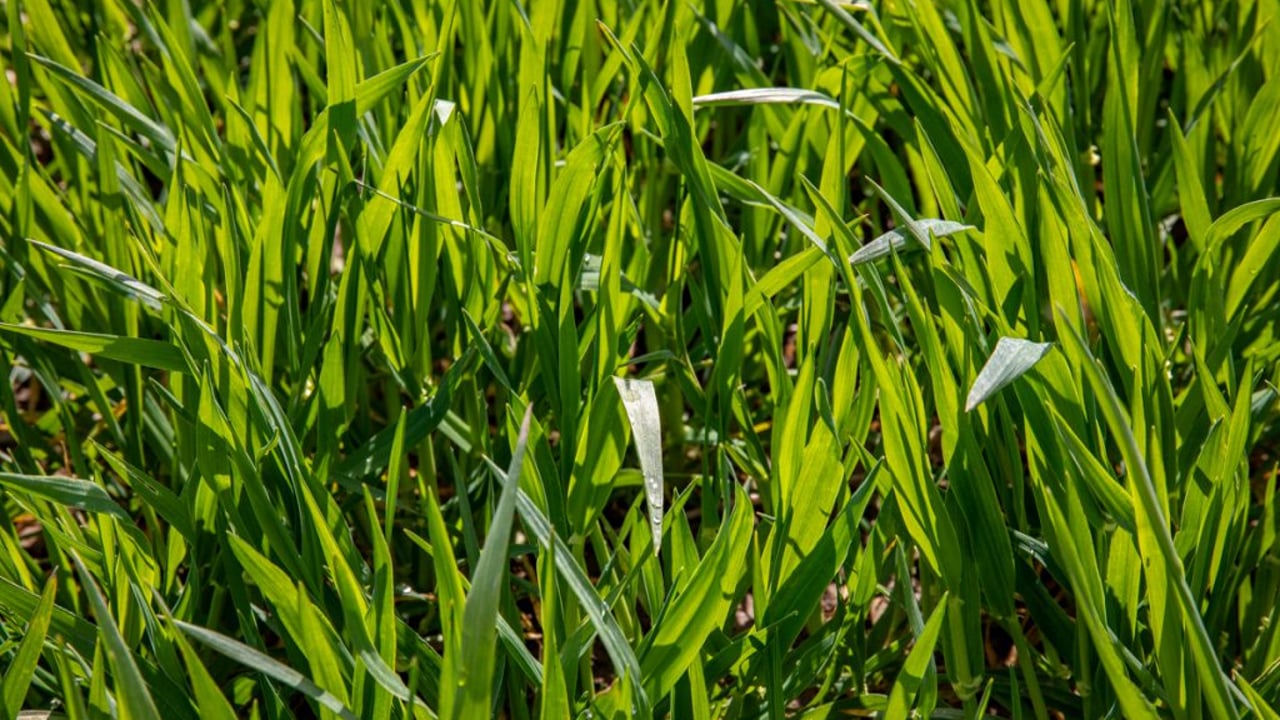 BYDV risk to newly planted cereal crops in NI