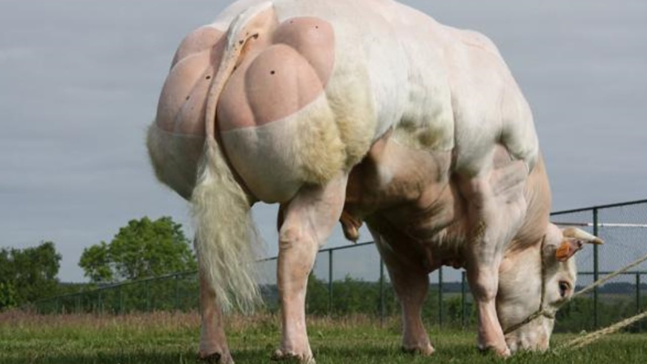 Belgian Blue sire DBZ no longer available