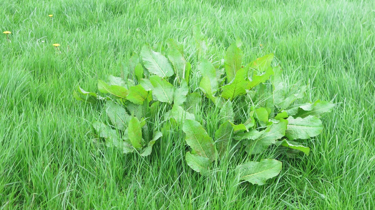 Controlling docks in your grassland swards