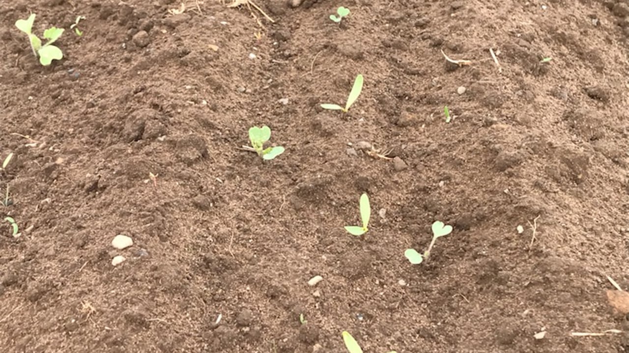 Crop walking: Beet weeds top of the agenda in Co. Laois