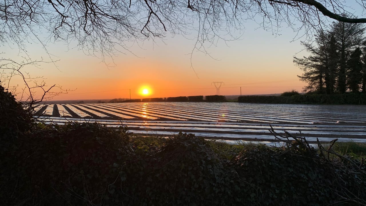 Tom Tierney from Co. Kildare posted this shot of freshly planted maize