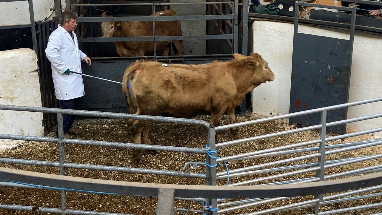 This 335kg, May-2019 born, Charolais heifer made €850 or €2.53/kg