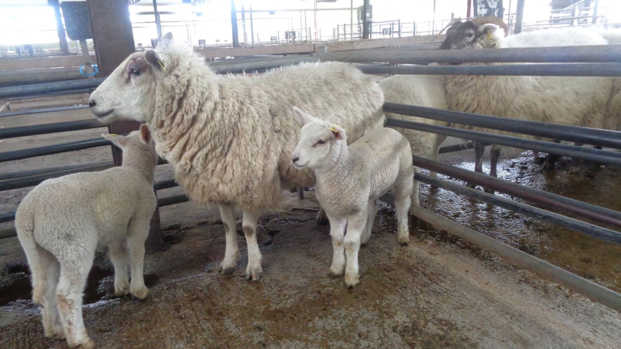 Sheep marts: Ewes with 2 lambs at foot make up to €260/head