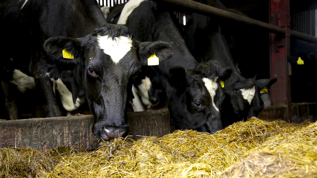 Dairy advice: Selecting dry cow minerals