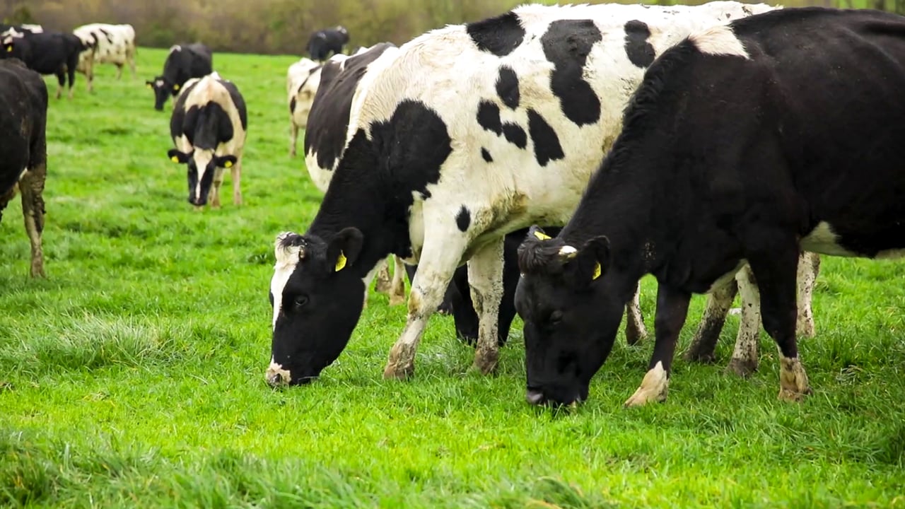 March Animal Health Series: Getting ready for breeding season