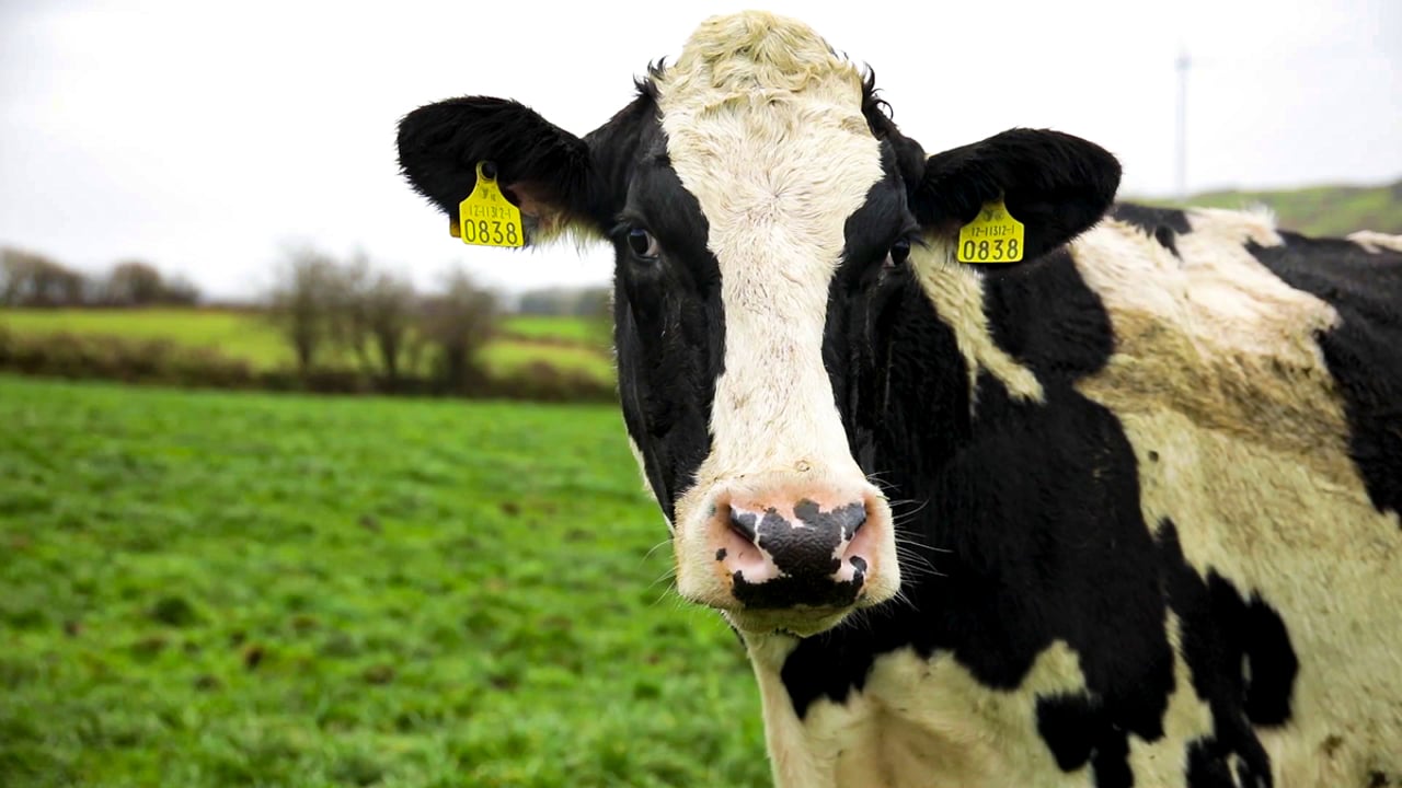 How much milk was supplied from Irish farms last year...and how was it used?