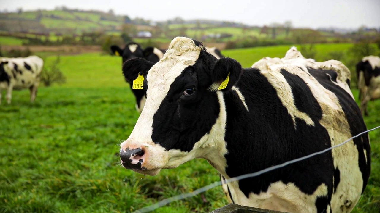 NDC & Kerrygold Quality Milk Awards 2023: Finalist focus - part 2