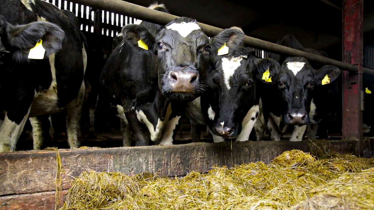 Transition cow management for a successful calving season