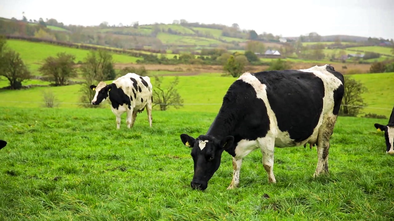 Preventing embryo loss in dairy cows