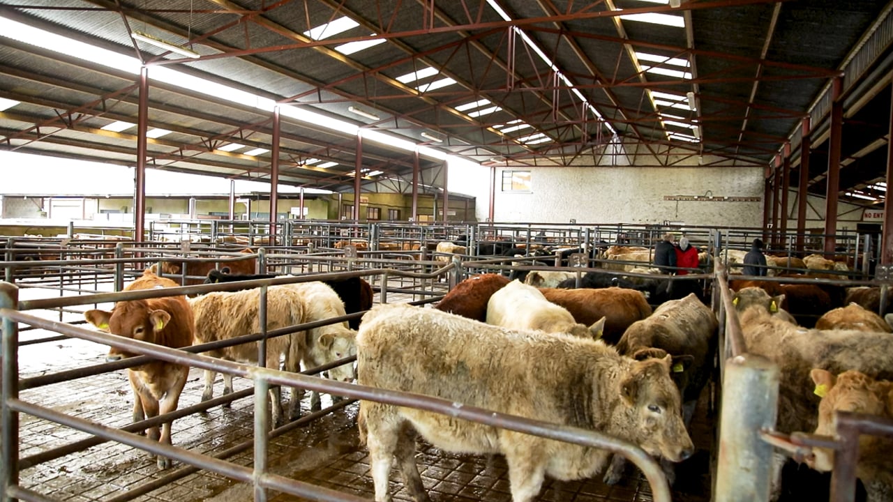 New managerial appointment at Golden Vale Marts