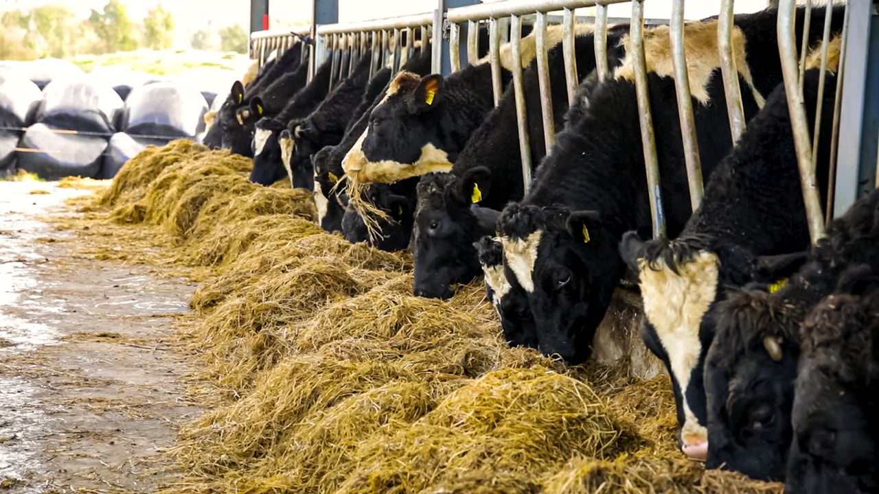 Minister announces details of fodder transport subsidy scheme
