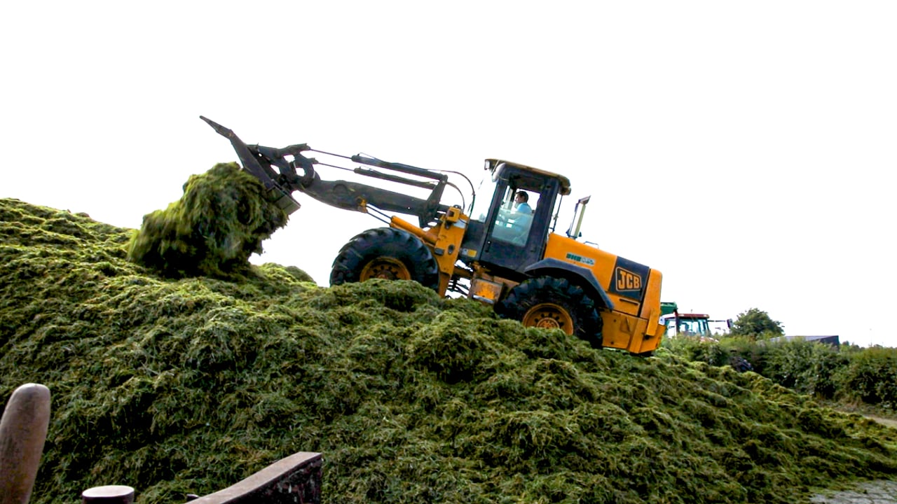 How does silage quality affect milk yield and concentrate feeding?